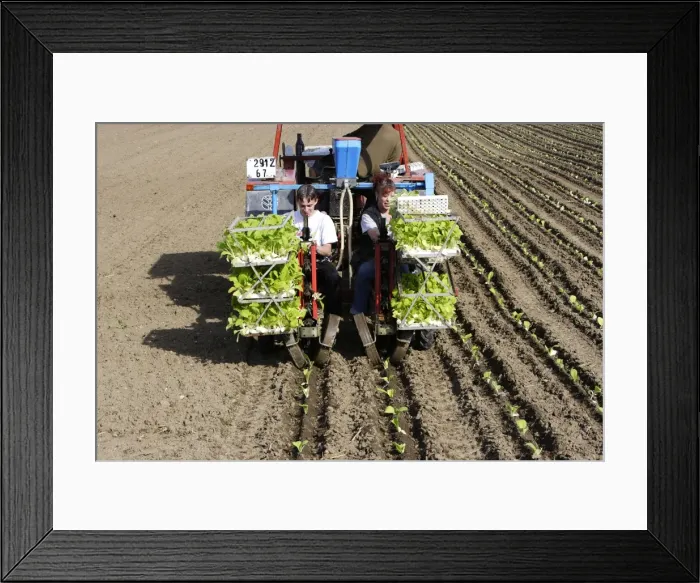 Framed Print : Picture No. 10780397 Framed Print : Picture No. 10780397