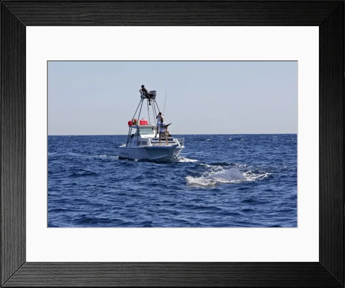 Framed Print : Picture No. 10780445 Framed Print : Picture No. 10780445