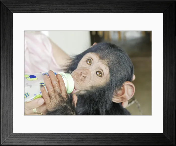 Framed Print : Picture No. 10780964 Framed Print : Picture No. 10780964