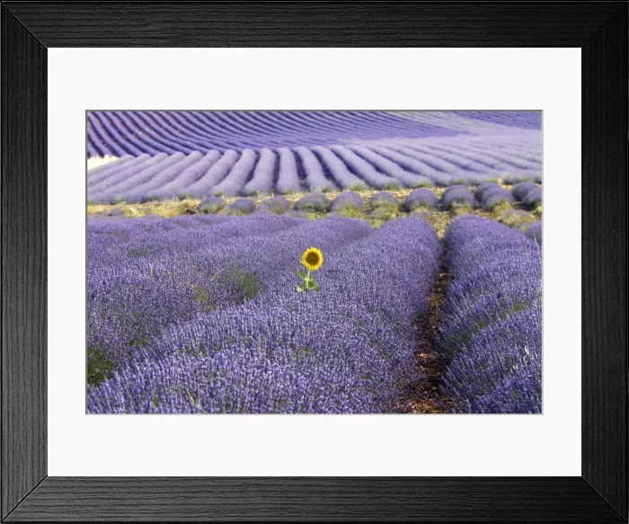 Framed Print : Picture No. 10781469 Framed Print : Picture No. 10781469