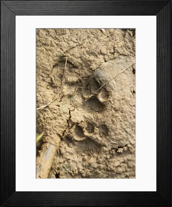 Framed Print : Picture No. 10781292 Framed Print : Picture No. 10781292