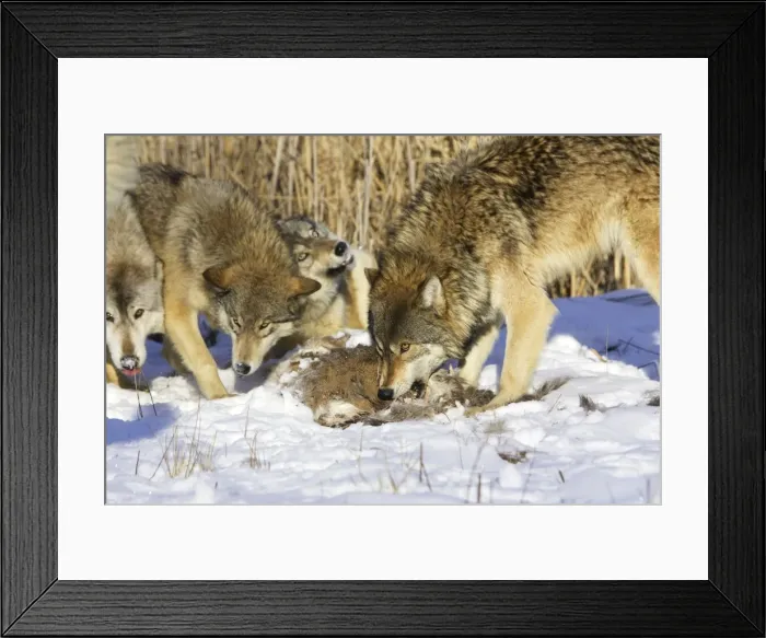 Framed Print : Picture No. 10781585 Framed Print : Picture No. 10781585