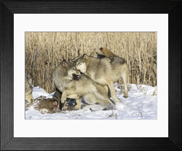 Framed Print : Picture No. 10781586 Framed Print : Picture No. 10781586