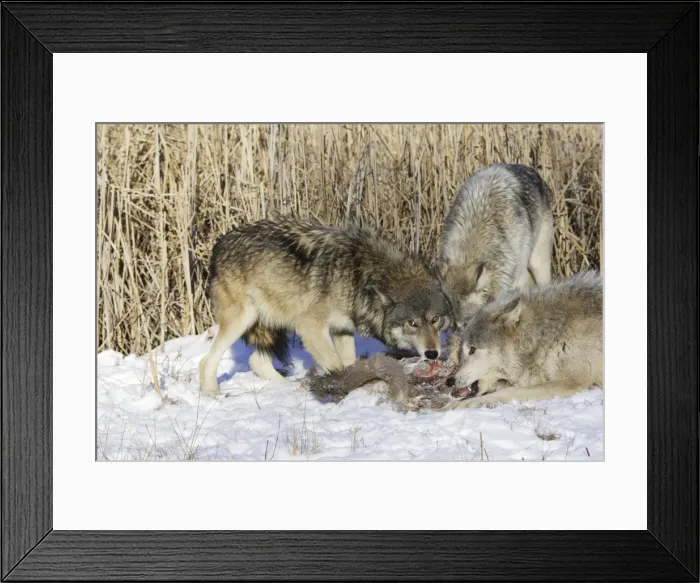 Framed Print : Picture No. 10781587 Framed Print : Picture No. 10781587