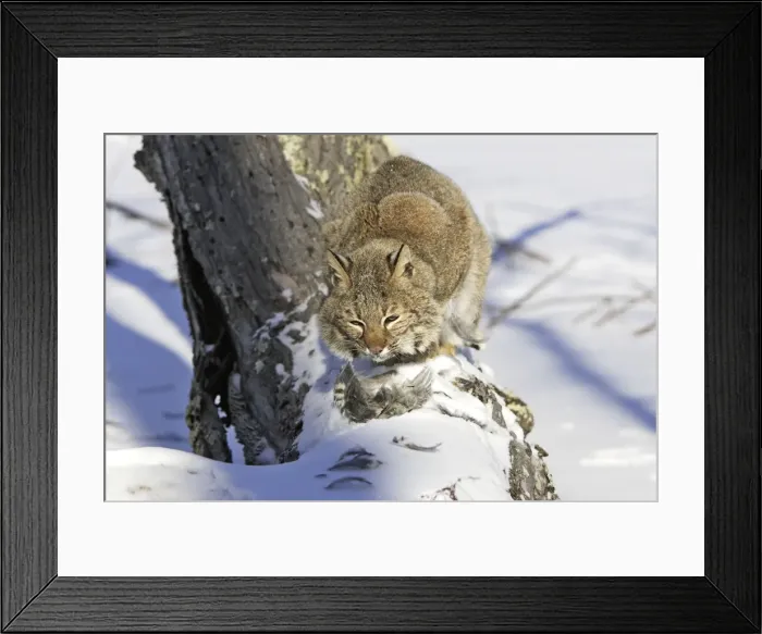 Framed Print : Picture No. 10781547 Framed Print : Picture No. 10781547