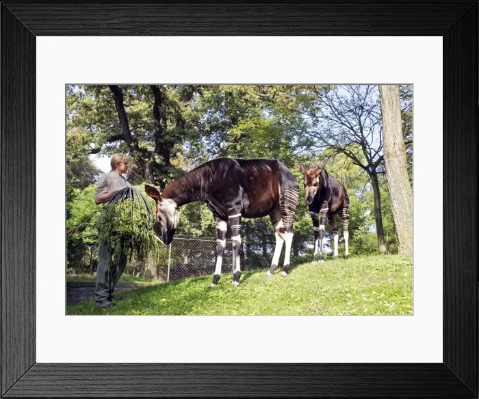 Framed Print : Picture No. 10781402 Framed Print : Picture No. 10781402