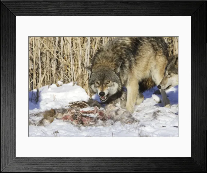 Framed Print : Picture No. 10781590 Framed Print : Picture No. 10781590