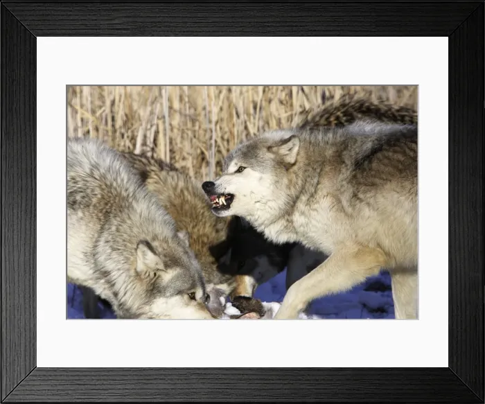 Framed Print : Picture No. 10781589 Framed Print : Picture No. 10781589