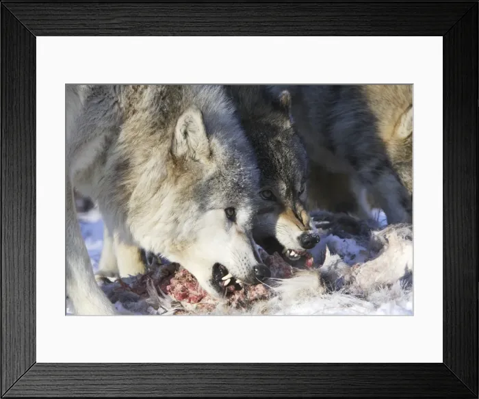 Framed Print : Picture No. 10781591 Framed Print : Picture No. 10781591