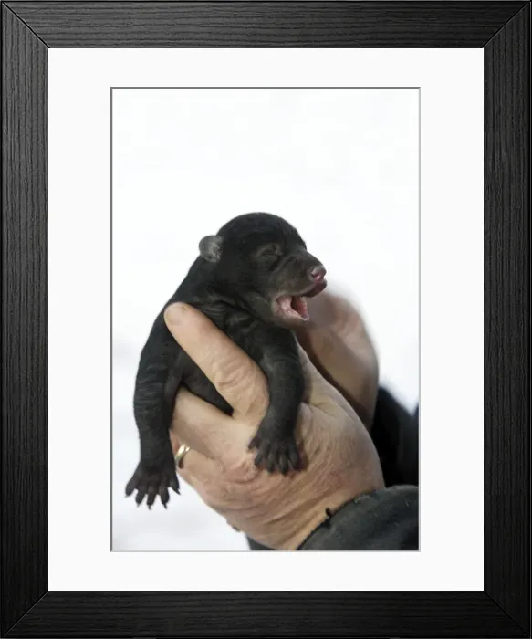 Framed Print : Picture No. 10781649 Framed Print : Picture No. 10781649