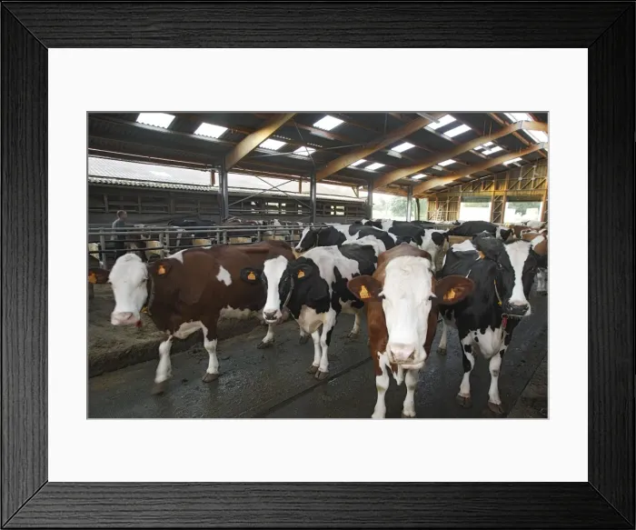 Framed Print : Picture No. 10782027 Framed Print : Picture No. 10782027