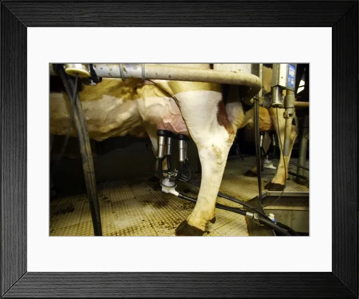 Framed Print : Picture No. 10782030 Framed Print : Picture No. 10782030