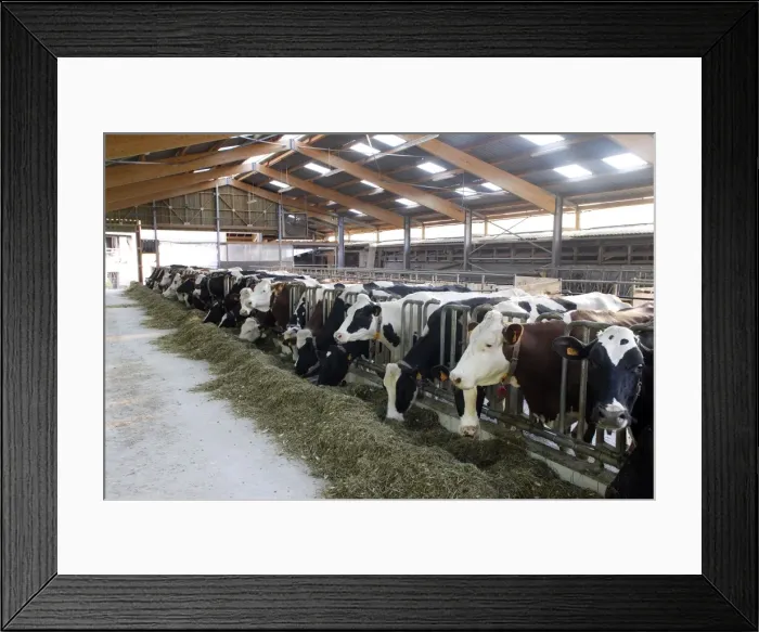 Framed Print : Picture No. 10782028 Framed Print : Picture No. 10782028