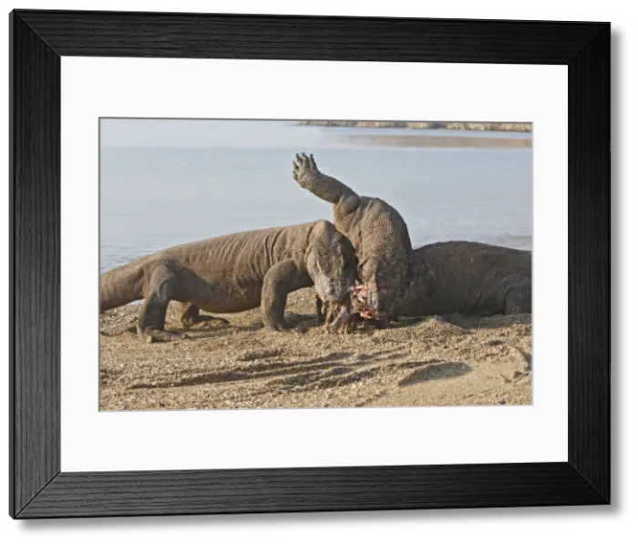 Framed Print : Picture No. 10782216