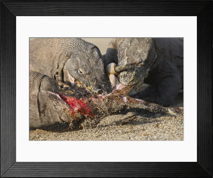 Framed Print : Picture No. 10782250 Framed Print : Picture No. 10782250