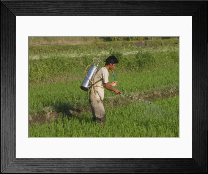 Framed Print : Picture No. 10782330 Framed Print : Picture No. 10782330