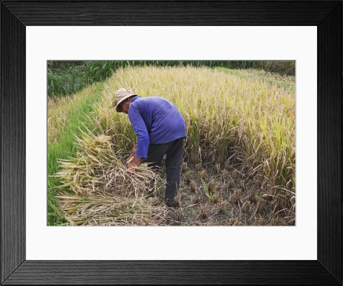 Framed Print : Picture No. 10782327