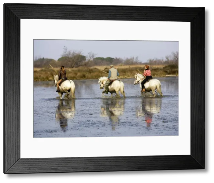 Framed Print : Picture No. 10782539