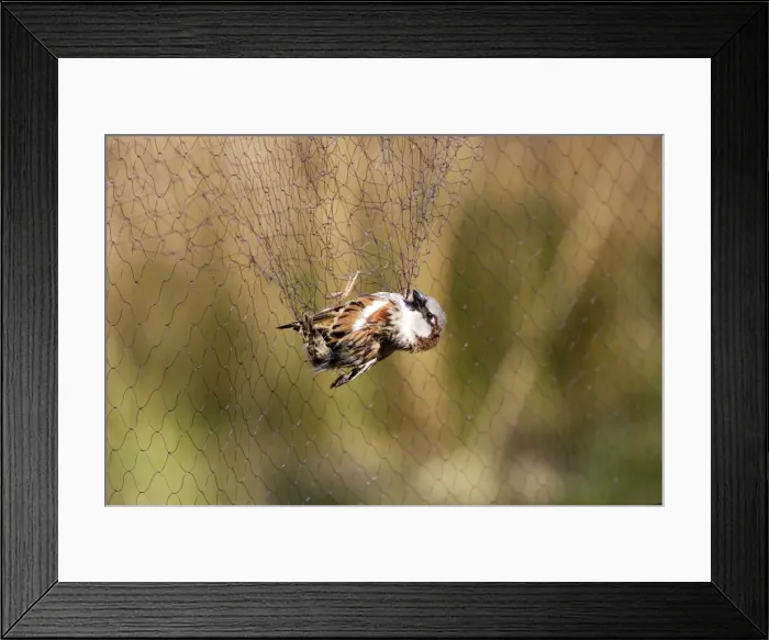 Framed Print : Picture No. 10782707 Framed Print : Picture No. 10782707