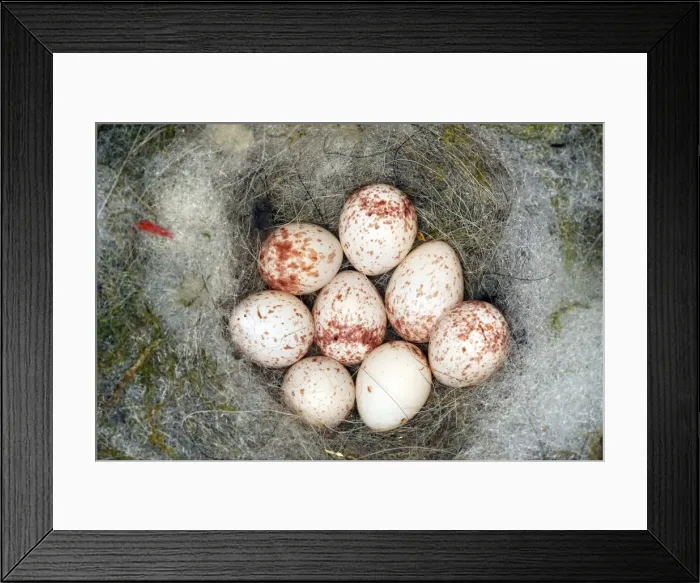 Framed Print : Picture No. 10782680 Framed Print : Picture No. 10782680