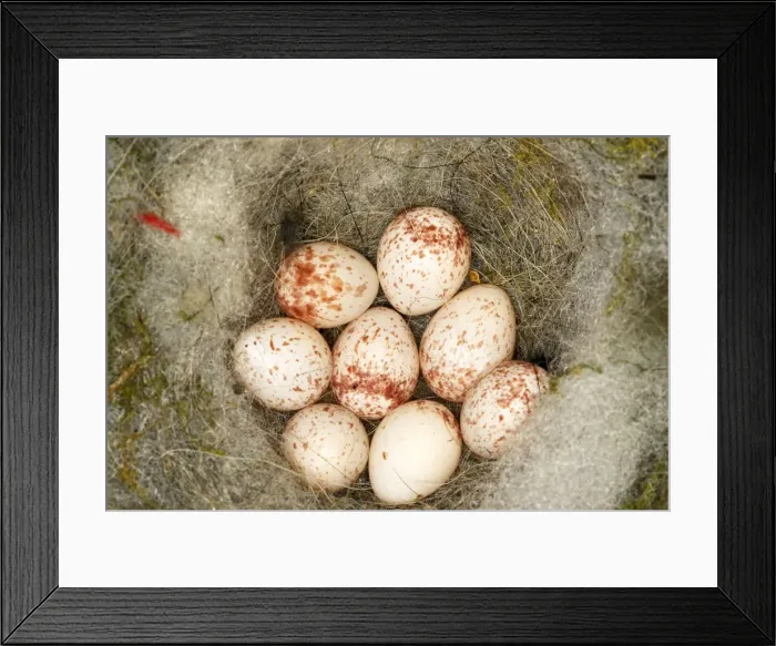 Framed Print : Picture No. 10782676 Framed Print : Picture No. 10782676