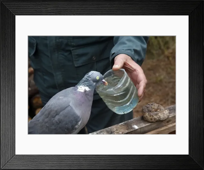 Framed Print : Picture No. 10782785