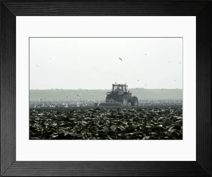 Framed Print : Picture No. 10782939 Framed Print : Picture No. 10782939
