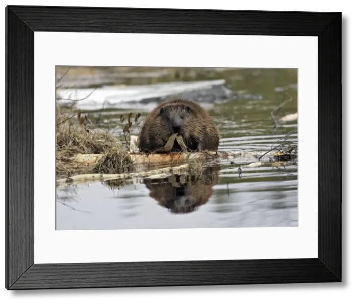 Framed Print : Picture No. 10782997 Framed Print : Picture No. 10782997