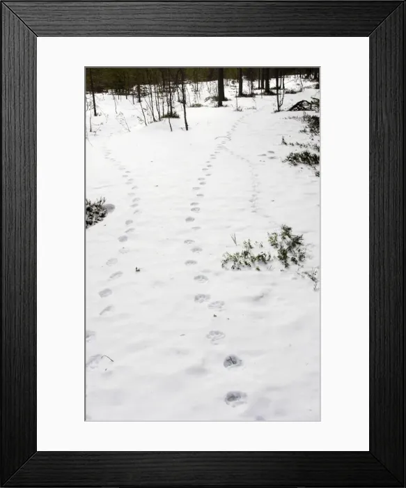 Framed Print : Picture No. 10783018 Framed Print : Picture No. 10783018