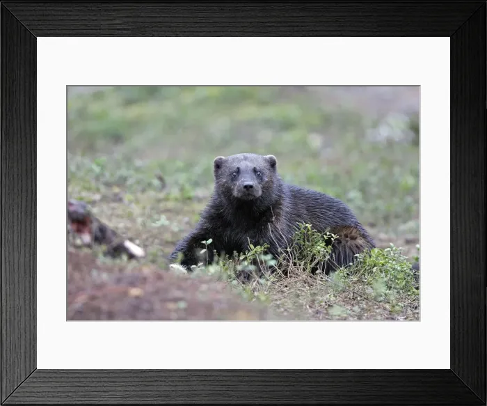Framed Print : Picture No. 10783019 Framed Print : Picture No. 10783019