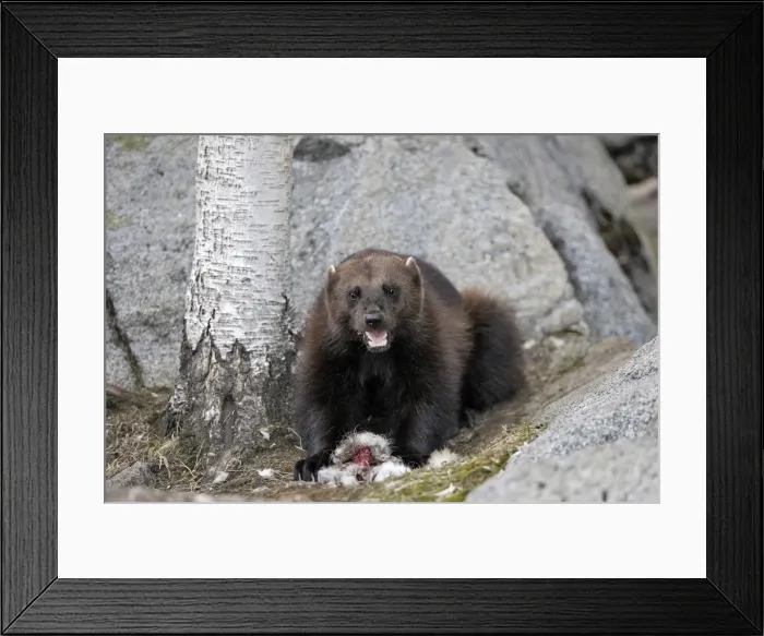 Framed Print : Picture No. 10783023 Framed Print : Picture No. 10783023