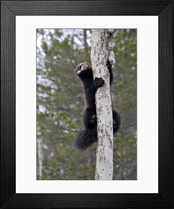 Framed Print : Picture No. 10783022 Framed Print : Picture No. 10783022