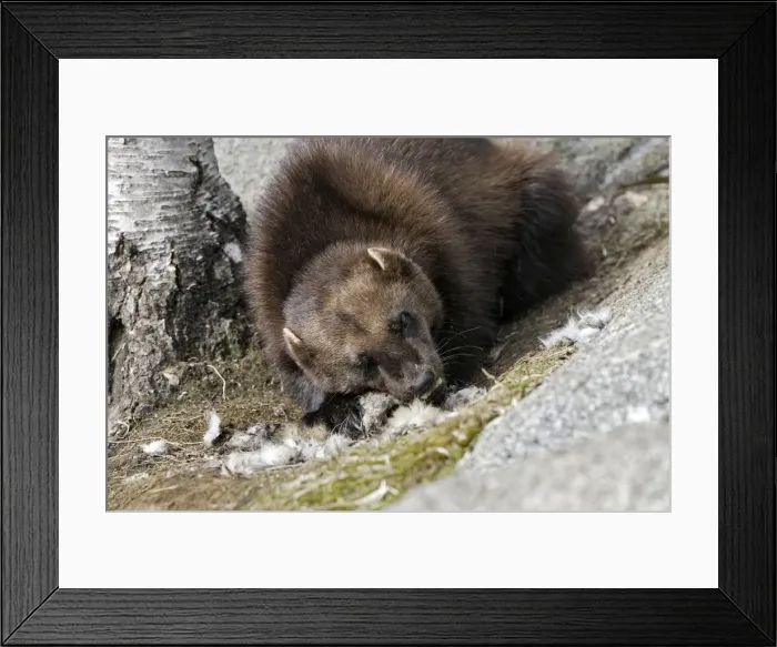 Framed Print : Picture No. 10783024 Framed Print : Picture No. 10783024