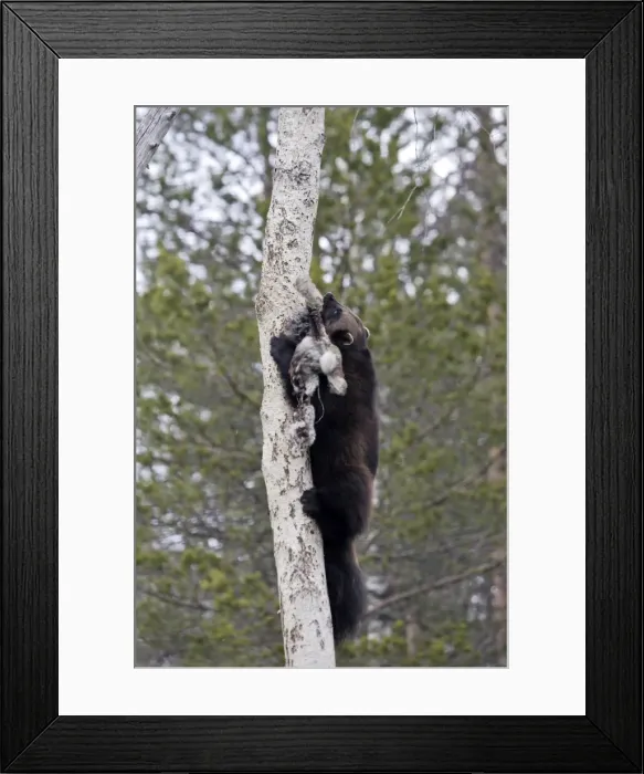 Framed Print : Picture No. 10783020 Framed Print : Picture No. 10783020