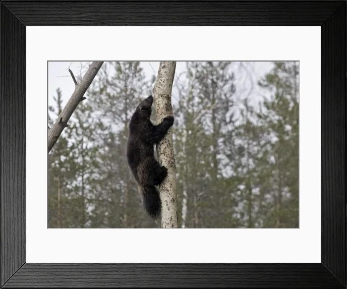 Framed Print : Picture No. 10783025 Framed Print : Picture No. 10783025