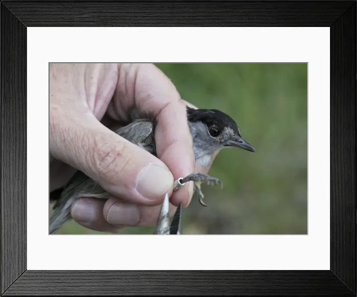 Framed Print : Picture No. 10783201 Framed Print : Picture No. 10783201
