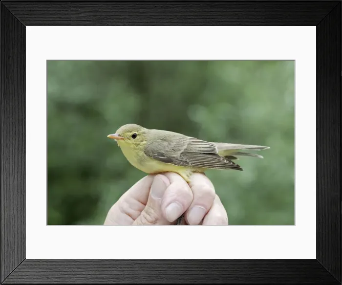 Framed Print : Picture No. 10783203 Framed Print : Picture No. 10783203