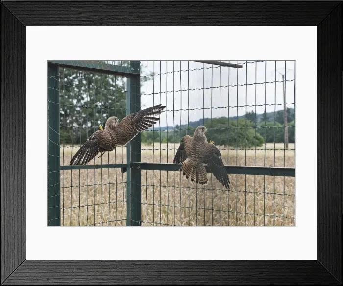 Framed Print : Picture No. 10783200 Framed Print : Picture No. 10783200