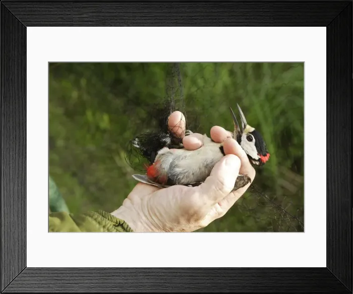 Framed Print : Picture No. 10783210