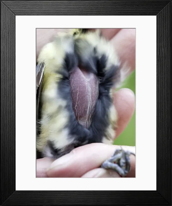 Framed Print : Picture No. 10783212 Framed Print : Picture No. 10783212