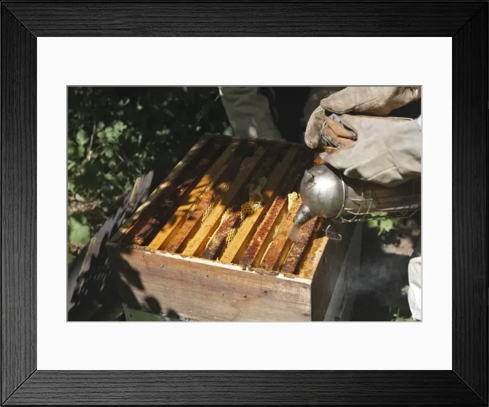 Framed Print : Picture No. 10783223 Framed Print : Picture No. 10783223