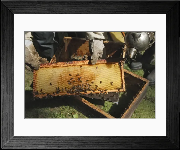 Framed Print : Picture No. 10783224 Framed Print : Picture No. 10783224