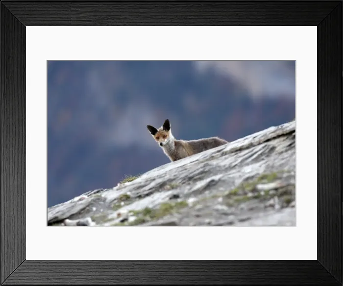 Framed Print : Picture No. 10783391 Framed Print : Picture No. 10783391