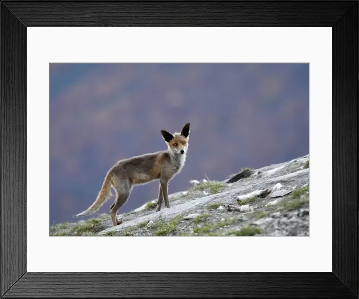 Framed Print : Picture No. 10783392 Framed Print : Picture No. 10783392