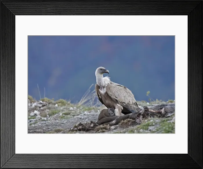 Framed Print : Picture No. 10783428 Framed Print : Picture No. 10783428