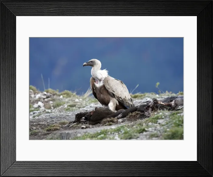 Framed Print : Picture No. 10783427 Framed Print : Picture No. 10783427