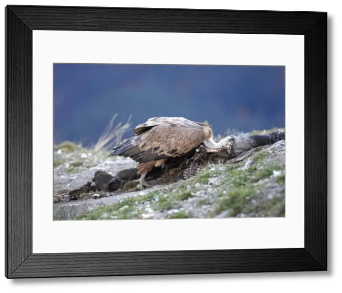 Framed Print : Picture No. 10783429 Framed Print : Picture No. 10783429