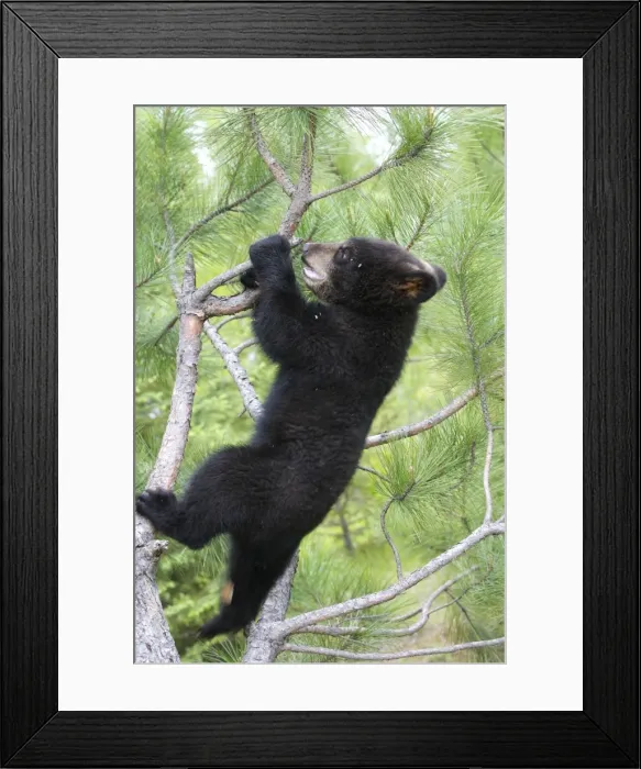 Framed Print : Picture No. 10783434 Framed Print : Picture No. 10783434