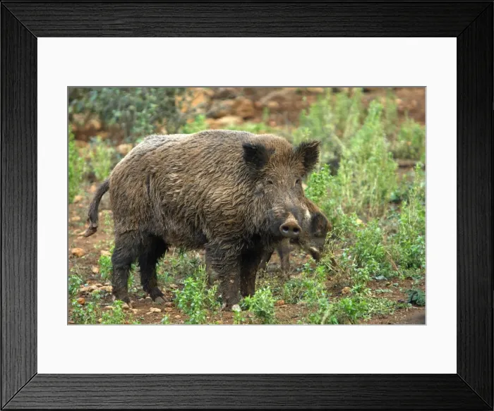 Framed Print : Picture No. 10783433 Framed Print : Picture No. 10783433