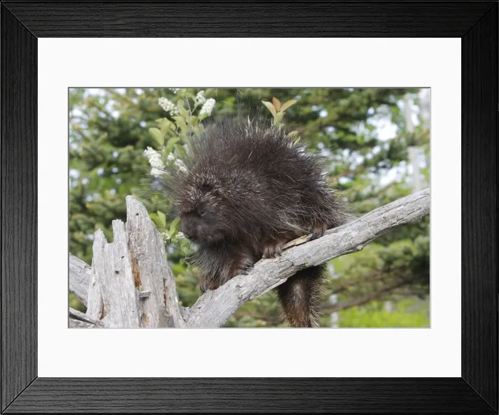 Framed Print : Picture No. 10783436 Framed Print : Picture No. 10783436
